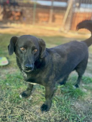 *WERNER* braucht etwas Zeit um sich den Menschen gegenüber zu öffnen