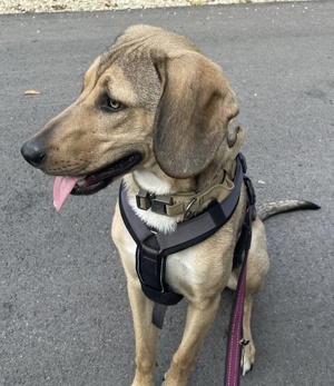 Obi, geb. ca. 12 2023, lebt im Tierheim Ulm Bild 8