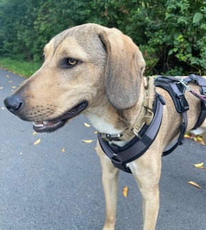 Obi, geb. ca. 12 2023, lebt im Tierheim Ulm Bild 10