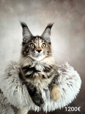 Maine Coon Katzchen mit Stammbaum