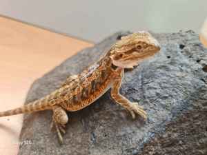 Bartagame Pogona Vitticeps Abgabebereit NZ 07 2024