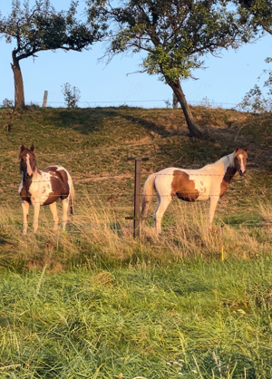 Welsh- B Pony Stockmass 137cm