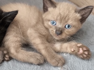 2 Ragdoll Bengal Kitten suchen neues Zuhause 