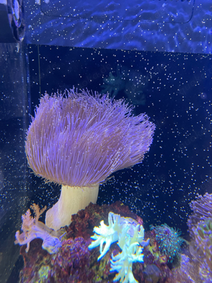 Lederkoralle   Pilz Bild 2