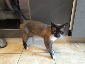 Bengel Kater sucht neues Zuhause