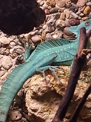 verkaufe verschiedene Reptilien 