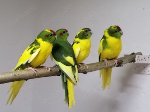  Erwachsene Ziegensittiche 