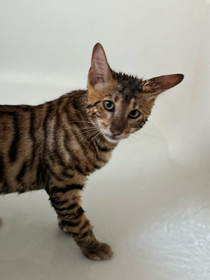 Toyger Kätzchen Bild 3