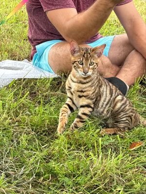 Toyger Kätzchen Bild 6