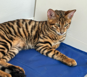 Toyger Kätzchen Bild 4