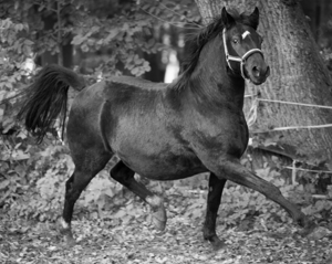 Wunderschöner Deutsches Reitpony Wallach im Hengsttyp stehend