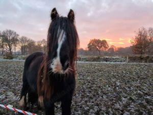 Minitinker sucht neues Zuhause 