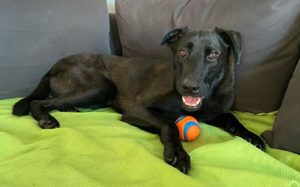 Der süße Limba möchte dich kennen lernen