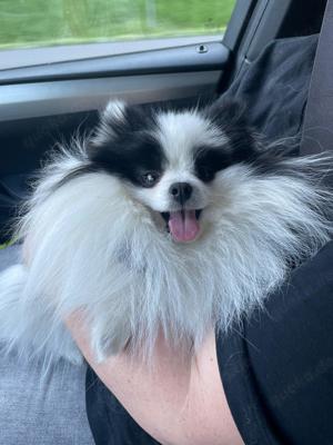 Deckrüde Pomeranian hat Termine frei