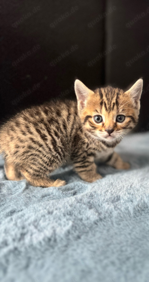 Bengal BKH Kitten zuckersuess