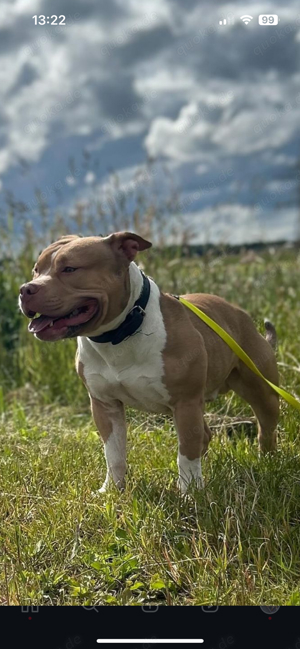 American Bully Pocket