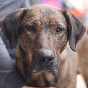 Naruto, geb. ca. 11 2019, lebt in GRIECHENLAND,auf der Straße und wird dort versorgt