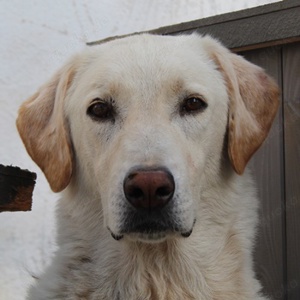 Legolas, geb. 11 2017, lebt in GRIECHENLAND, im städt. Tierheim Serres