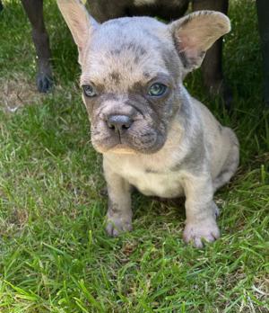 Reinrassige französische Bulldogge 