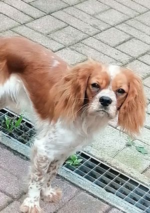 Bruno sucht eine neue Familie  Cavalier King Charles Spaniel  