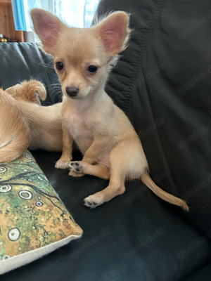 Mini Langhaar Chihuahua 