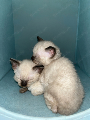 Baby Kätzchen, anti allergiker katzen 