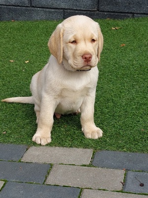 Nur noch ein Wunderschöner Gelber Labradorbub frei!! 