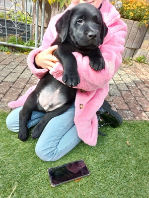 Nur noch ein Wunderschöner Schwarzer  Labrador Bub frei !!