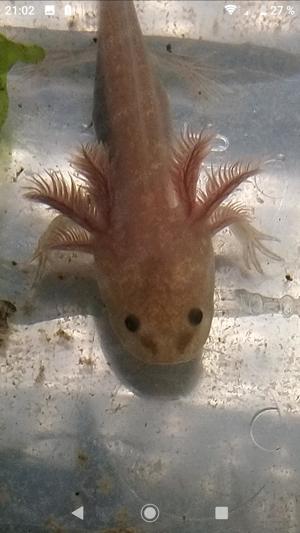 Axolotl jungtiere in verschiedenen farben 