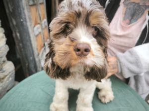 American Cocker Spaniel Rüde 