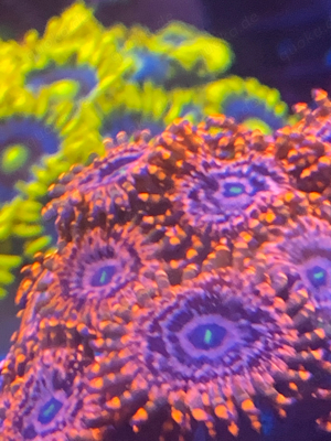 Meerwasser Goniopora zoanthus scheibenanemone ...