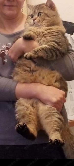 Deckkater BKH Bild 6