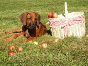 Rhodesian Ridgeback pi kne szczeni ta wystawowe FCI.