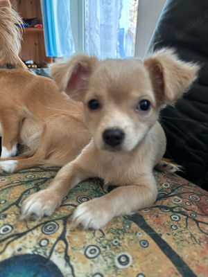 Mini Langhaar Chihuahua 