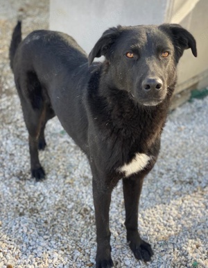 Acero, geb. ca. 01 2019, lebt in GRIECHENLAND, im städt. Tierheim Serres Bild 2