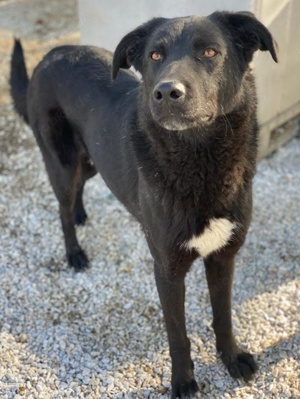 Acero, geb. ca. 01 2019, lebt in GRIECHENLAND, im städt. Tierheim Serres Bild 3