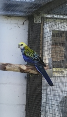 Rosella Blaßkopfrosella 