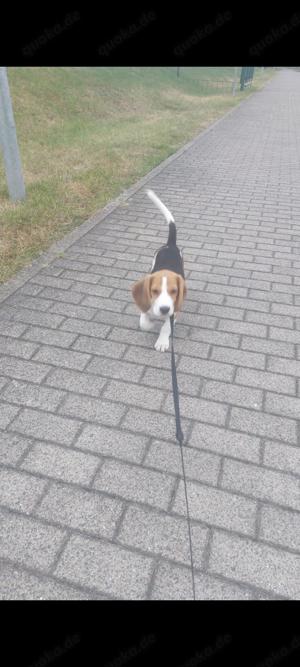 Beagle Welpe 16 Wochen 