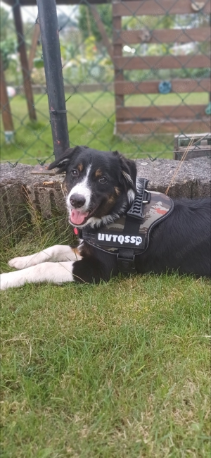 australian shepherd hündin