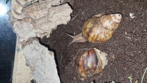 archachatina marginata suturalis 