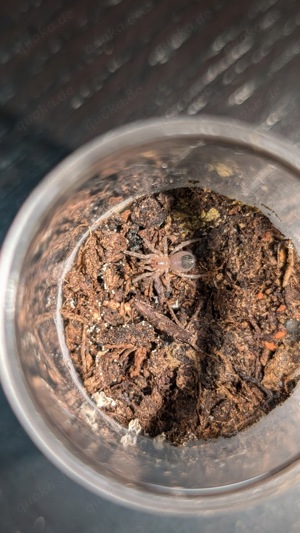 Aphonopelma sp diamondback Vogelspinne