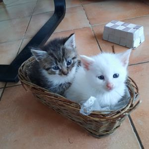 Main coon kitten