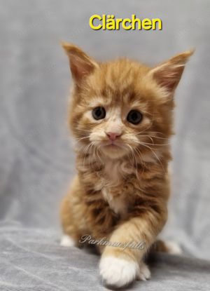 Maine Coon Babys mit Schmuse-Abitur