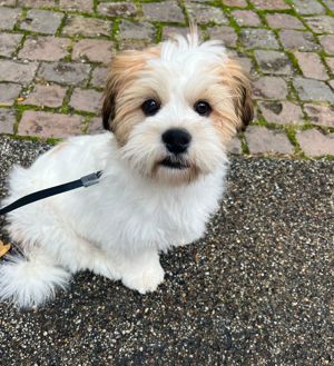 hunde Shih-Tzu 