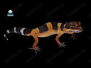 Afghan Tangerine Leopardgecko Weibchen (ID: AT001)