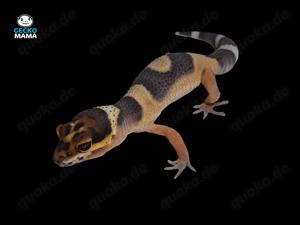 *Reserviert* Afghan Tangerine Leopardgecko Weibchen (ID: AT002)