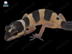 Afghan Tangerine Leopardgecko Weibchen (ID: AT003)