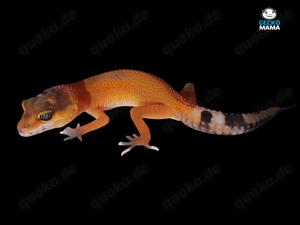 Mandarin Tangerine Leopardgecko Weibchen (ID: MT001)