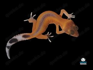 *Reserviert* Mandarin Tangerine Leopardgecko Weibchen (ID: MT002)