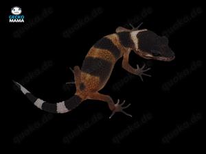 Afghan Tangerine Leopardgecko Weibchen (ID: AT004)